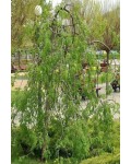 Горобина звичайна плакуча | Рябина обыкновенная Плакучая | Sorbus aucuparia Pendula